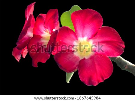 "Adenium flower" is the name of a colorful plant meaning Flowers of wealth at Thailand. On a black background