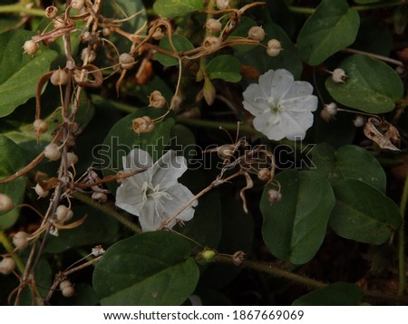 Beautiful White Tiny Transparent Papery-like Wild Flowers with Vining Dark Green Leaves on the Ground and bokeh Background 