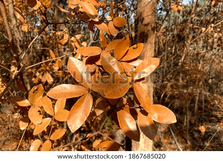 Full of Autumn mood with bronze leaves