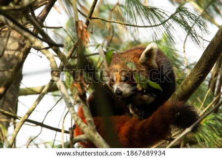Red panda (Ailurus fulgens) a single red panda resting in a fir tree