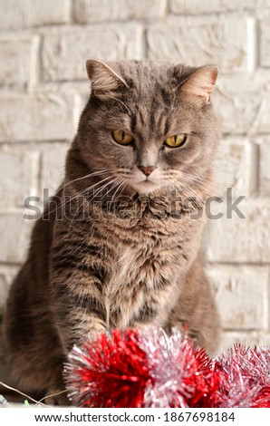 British breed gray cat with yellow big round eyes, sits on a white photo background with tinsel