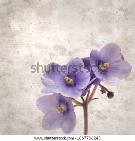 textured old paper background with blue african violet