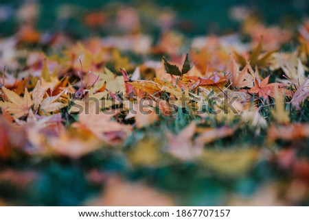 A selective focus shot of fallen autumn leaves on the grass
