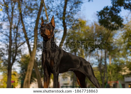 Doberman dog. Selective focus with blurred background. Shallow depth of field.