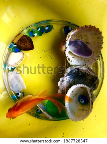 Goldfish, fishbowl, yellow background, fish