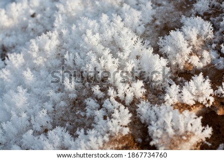 Snow-covered plants. Snow carpet. Fairy tale concept.