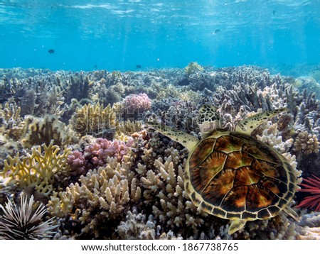 Photo of a tropical fish and turtle on a coral reef