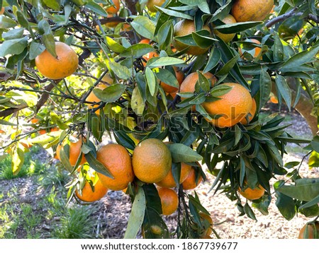 Oranges on the tree before being picked Royalty-Free Stock Photo #1867739677