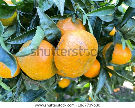 Oranges on the tree before being picked Royalty-Free Stock Photo #1867739680
