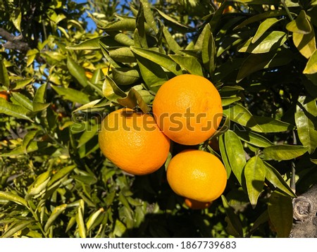 Oranges on the tree before being picked Royalty-Free Stock Photo #1867739683