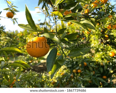 Oranges on the tree before being picked Royalty-Free Stock Photo #1867739686