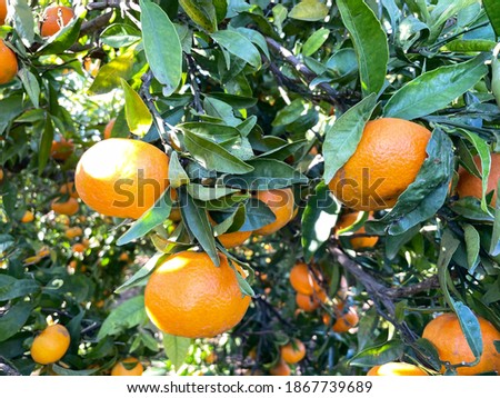 Oranges on the tree before being picked Royalty-Free Stock Photo #1867739689