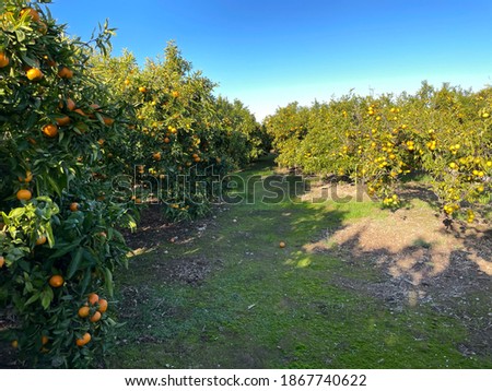 Orange groves on the Mediterranean coast Royalty-Free Stock Photo #1867740622