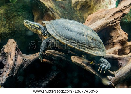 Vietnamese pond turtle (Mauremys annamensis) 
The head is dark with three or four yellow stripes down the side.The plastron is firmly attached, yellow or orange, with a black blotch on each scute. Royalty-Free Stock Photo #1867745896