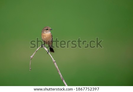 The Siberian stonechat or Asian stonechat Saxicola maurus is a recently validated species of the Old World flycatcher family. Like the other thrush-like flycatchers