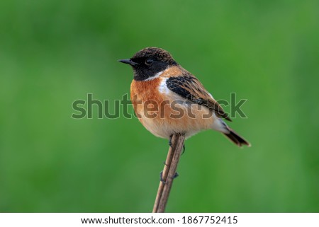 The Siberian stonechat or Asian stonechat Saxicola maurus is a recently validated species of the Old World flycatcher family. Like the other thrush-like flycatchers