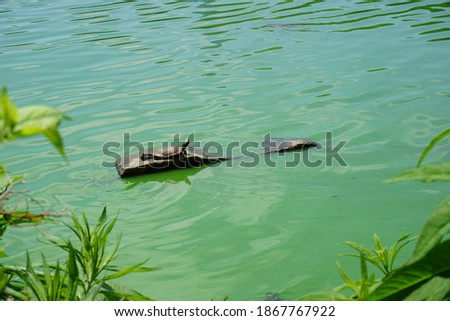 turtle swimming on the river
