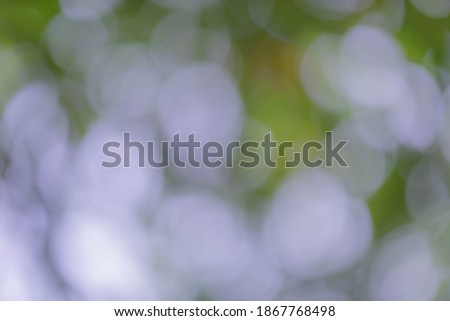 Beautiful bokeh from light seeping through the leaves in the forest and taking in focus blur.