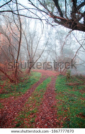dirt road way covered with orange leaves in the autumn foggy forest 