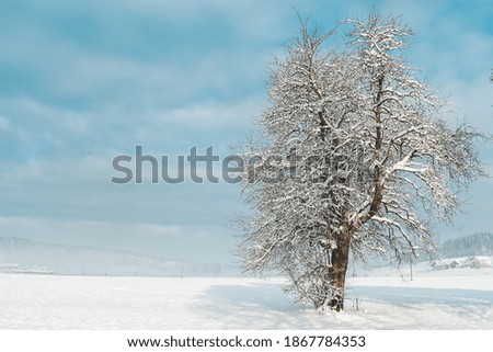 Lonely tree without leaves covered with snow on a meadow full of untouched snow on a beautiful sunny day