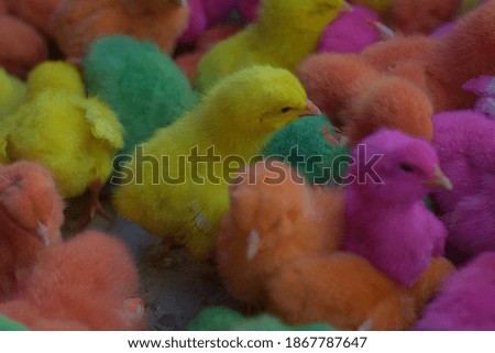 
yellow, 
green, 
purple,orange chicks for sale in the market