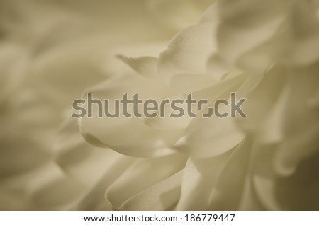 white blossoming chrysanthemum image background