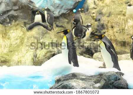 A mesmerizing shot of lovely black and white penguins on the beach