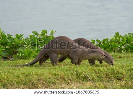 Two wild smooth-coated Otters playing on grass 