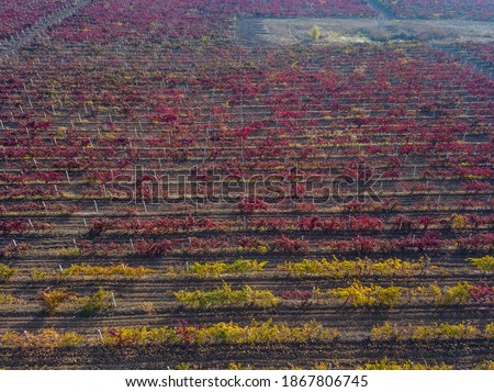 Aerial view of beautiful vineyard landscape in autumn. Drone photography from the top