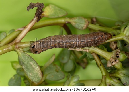 Caterpillar of the species Spodoptera cosmioides eating the Common Purslane plant of the species Portulaca oleracea