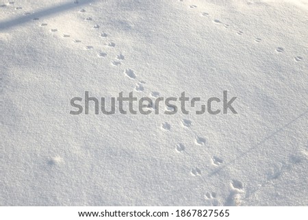 Cat passed on ground covered with first snow and left traces