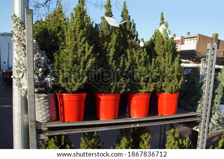 A shelf of small Christmas trees in a red pot for sale in the Dutch village of Bergen. Netherlands, December                               