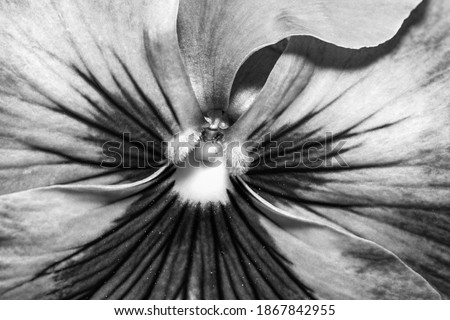 Black and white photo, blue pansy flower inside, Stamen and pollen and petals. Full screen background, wallpaper.