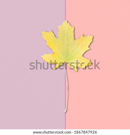 Yellow leaf on a coral-pink background. Autumn concept