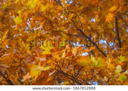beautiful tree in the autumn forest