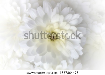 Soft white daisy flower with white vignetting. Macro of elegant white flower with soft focus. Dreamy romantic flower for greeting card. Floral wedding background. isolated on white with copy space.