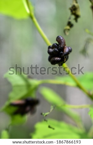 insects on a tree branch in the forest