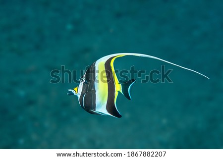 A colorful yellow and black moorish idol swims through the open water in the Bali, Tulamben region of Indonesia.


