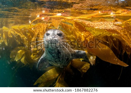 An adorable harbor seal in Southern California's Channel Islands swims out of the kelp and briefly stares into my camera for a picture.

