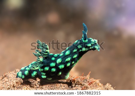 A green nembrotha nudibranch snail peers out from the tip of a reef in search of food.

