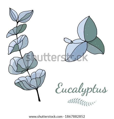 Set of leaves, branches and flowers of eucalyptus. Eucalyptus branch hand drawn botanical illustration. Eucalyptus leaves and flowers on a white background. Vector sketch illustration. 