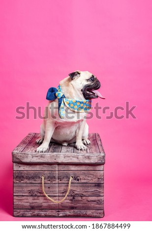 young pug on wooden box portrait