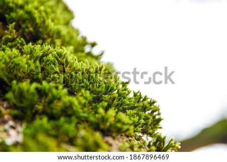Green moss on tree trunks