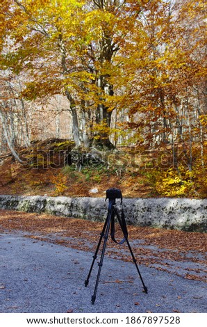 A camera on a tripod without a photographer is shooting a tree in autumn colors