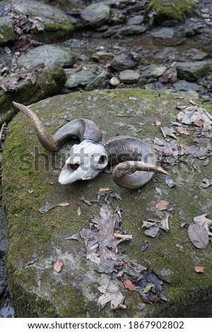 Skull of a ram. The head of a dead animal. Profile skull. Artiodactyl. Big twisted horns. Desert land. Mountain sheep. Altai.