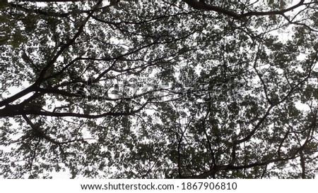 Trees Silhouette Background - Leaves - Nature