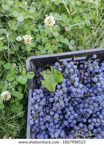 harvest of blue grapes on green grass background