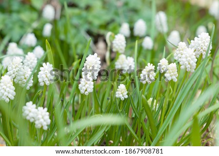Muscari White Magic, clump of muscari aucheri white magic in flower, flowering grape hyacinths in a garden, UK Royalty-Free Stock Photo #1867908781