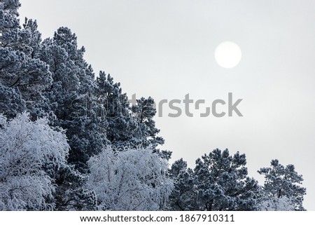 Close up of snow-covered tops of fir trees under snowfall against the background of a white frosty forest, soft focus. Beautiful magic forest