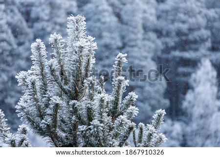 Close up of a snow-covered top of a spruce under a snowfall on a background of a winter forest, soft focus. Beautiful magic forest